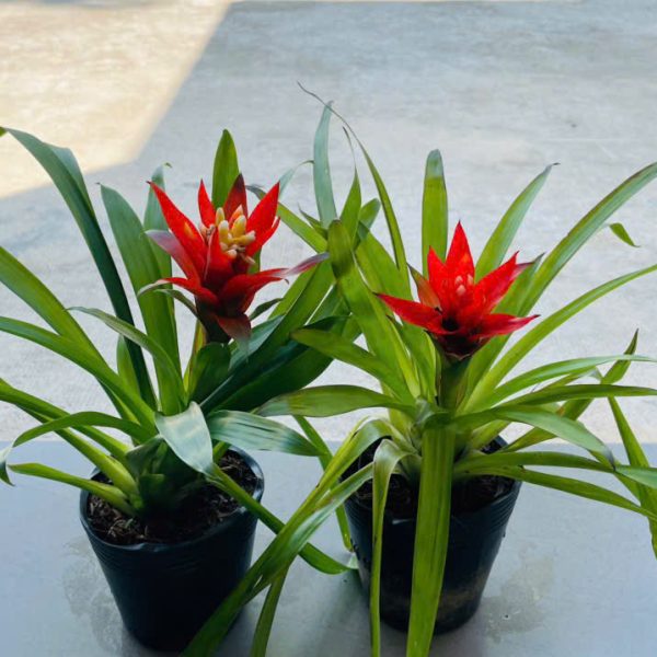 z6359908583790_6922d0c552d664e559ee6c83ec76fcbd Bromeliad (Phong lộc)