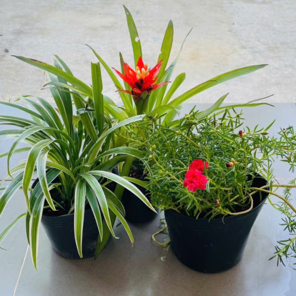 z6359908585521_f32dc29f7047d95757bb9554362d8a37 Chlorophytum comosum, Bromeliad, Portulaca grandiflora (Cỏ lan chi, Phong lộc, Mười giờ)