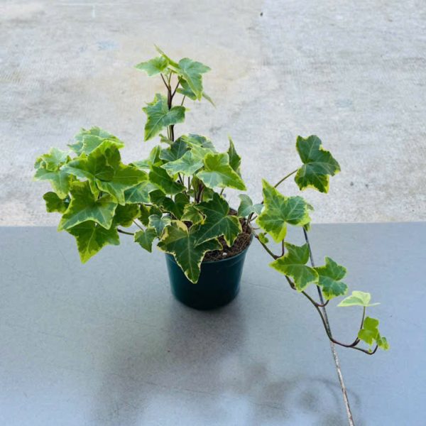 z6359954099248_8a7ef6d1b780dea8182d3e3e4c4ebb66 Hedera (Thường xuân)