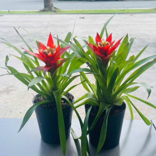 z6360975240916_cf0d4b1657ee3ebd5c2ebf77195d5868 Bromeliad (Phong lộc)