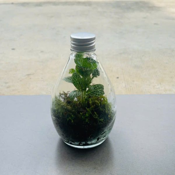 z6494575036843_dc5d203972e90a4ab7e72e71bc89ac62 Fittonia albivenis (Terrarium Lá may mắn)